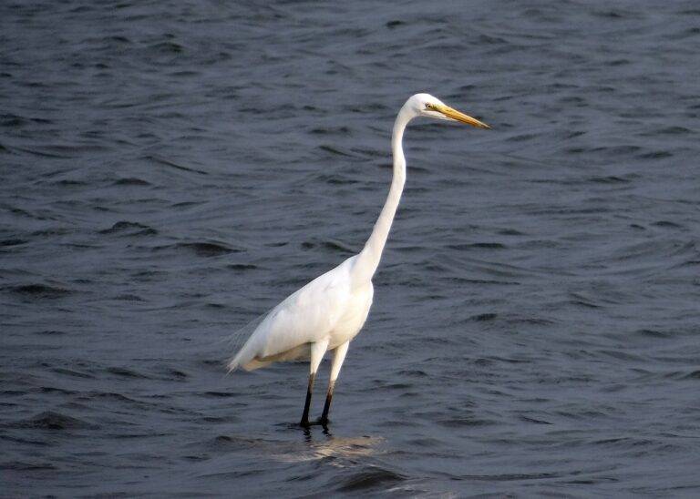 Exploring Third-Party Candidates’ Impact